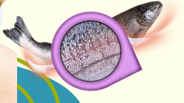 salmon skin crispy (25gr)